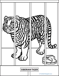 Color the Zoo Tiger