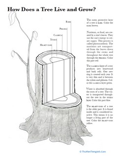 Tree Anatomy