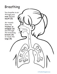 How We Breathe: Awesome Anatomy