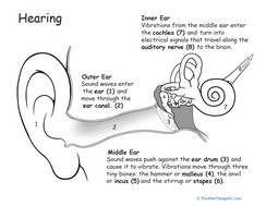 How the Ears Work: Awesome Anatomy