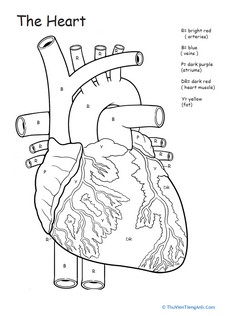 Awesome Anatomy: If I Only Had a Heart!