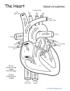 Awesome Anatomy: Follow Your Heart