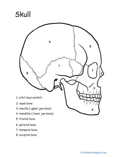 Awesome Anatomy: Skull Science