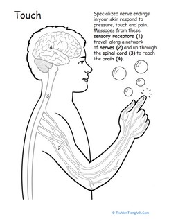 Human Anatomy: Sense of Touch