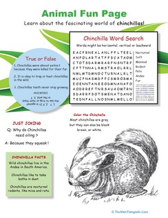 Chinchilla Fun Facts