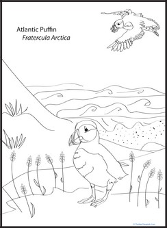 Atlantic Puffin Coloring Page