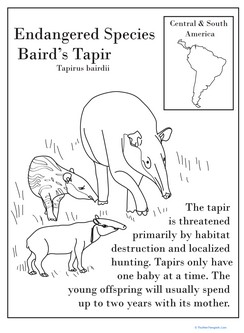 Endangered Species: Baird’s Tapir