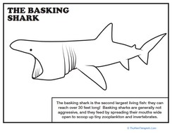 Basking Shark Coloring Page