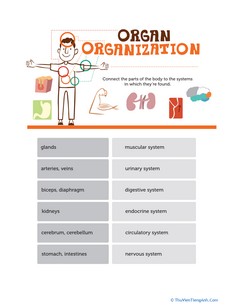 Organ Organization