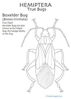 Boxelder Bug Coloring Page