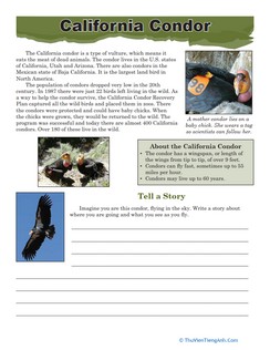California Condor Facts