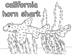 California Horn Shark