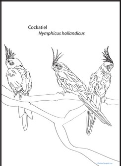 Cockatiel Coloring Page