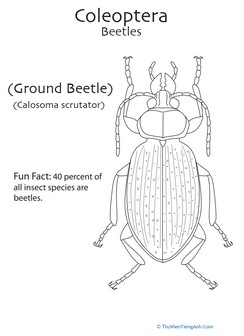 Coleoptera Coloring Page