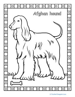 Afghan Hound Coloring Page
