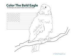 Color the Bald Eagle