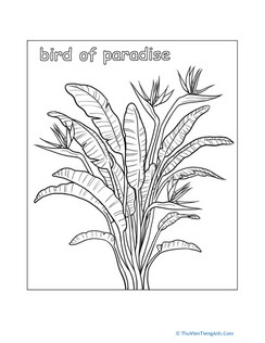 Bird of Paradise Coloring Page