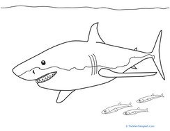 Color the Great White Shark