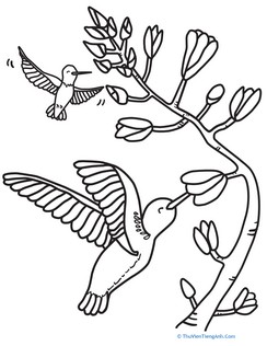 HUmmingbirds Coloring Page