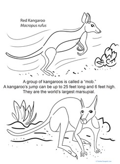 Color and Learn: Red Kangaroo