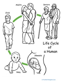 Color the Life Cycle: Human