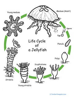 Color the Life Cycle: Jellyfish