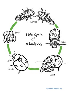 Color the Life Cycle: Ladybug