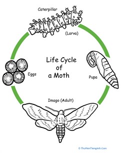 Color the Life Cycle: Moth
