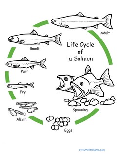 Color the Life Cycle: Salmon