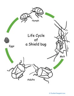Color the Life Cycle: Shield Bug