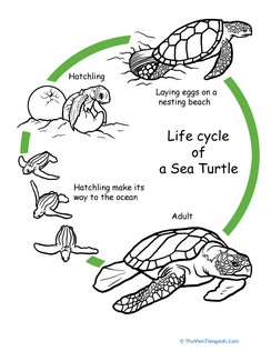 Color the Life Cycle: Turtle