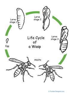 Color the Life Cycle: Wasp