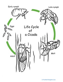 Color the Life Cycle: Cicada