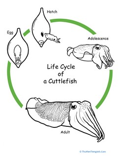Color the Life Cycle: Cuttlefish