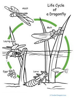 Color the Life Cycle: Dragonfly
