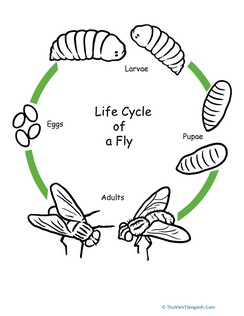 Color the Life Cycle: Fly