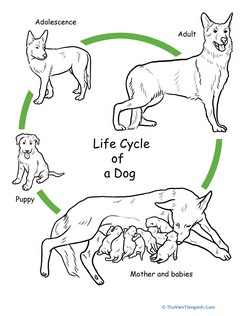 Color the Life Cycle: Dog