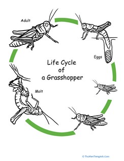 Color the Life Cycle: Grasshopper