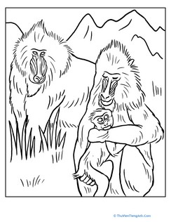 Color the Mandrill Family