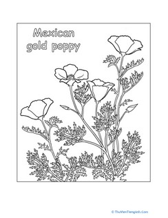 Mexican Gold Poppy Coloring Page