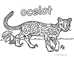 Ocelot Coloring Page