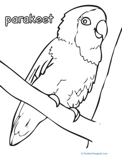 Parakeet Coloring Page