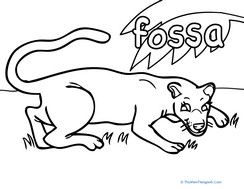 Color the Fossa!