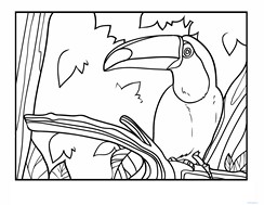 Color the Toucan