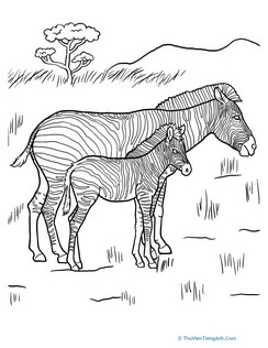 Color the Young Zebra