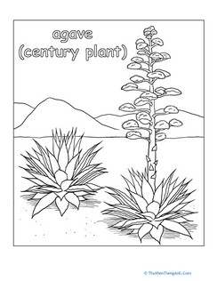 Agave Plant Coloring Page