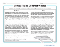 Compare and Contrast Whales