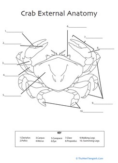 Crab Anatomy
