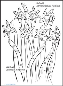 Flower and Insect: Daffodil, Ladybug