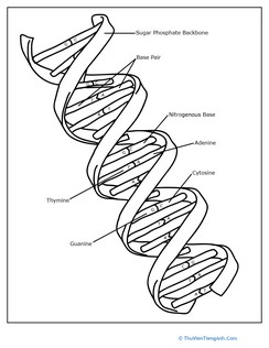 DNA Coloring Page